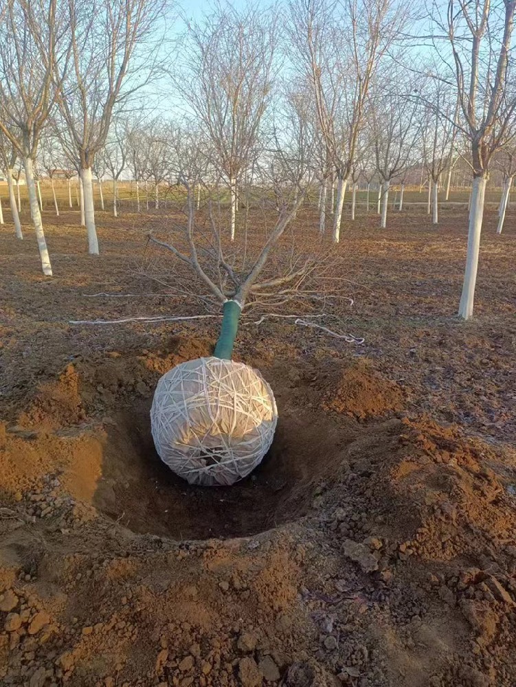 苗木待裝車(chē)